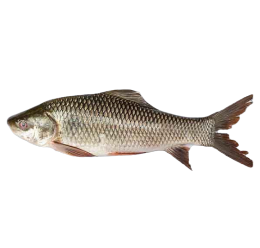 Fish 1