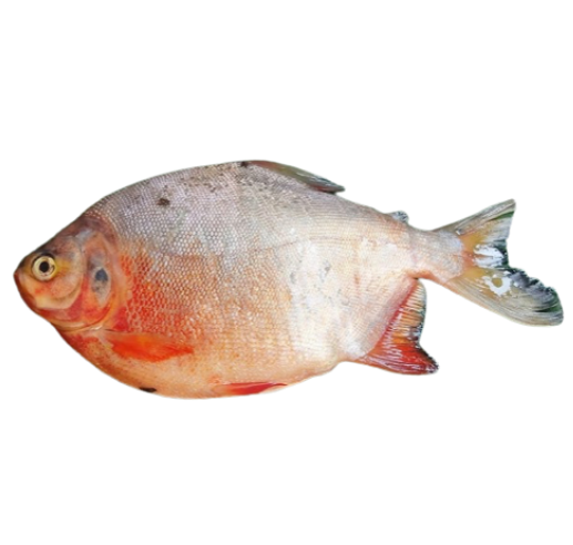 Fish 2