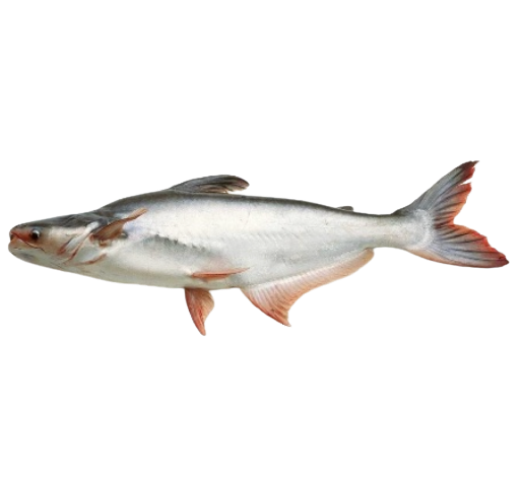 Fish 3
