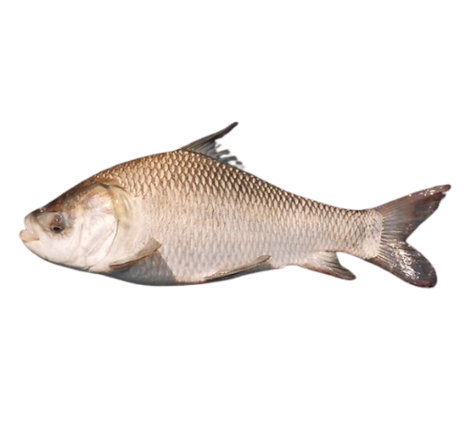 Fish 4