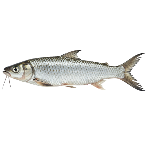 Fish 5
